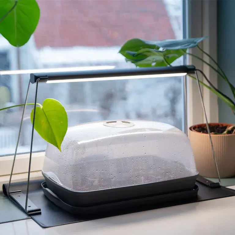 Forkultivering – litt vår i vinduskarmen