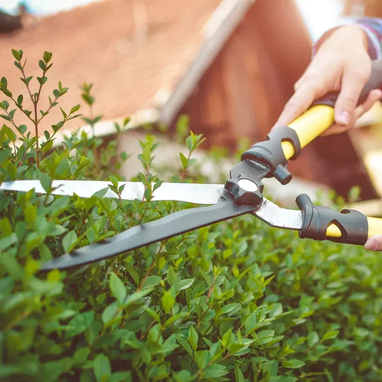 How to prune a hedge – when, how and how much