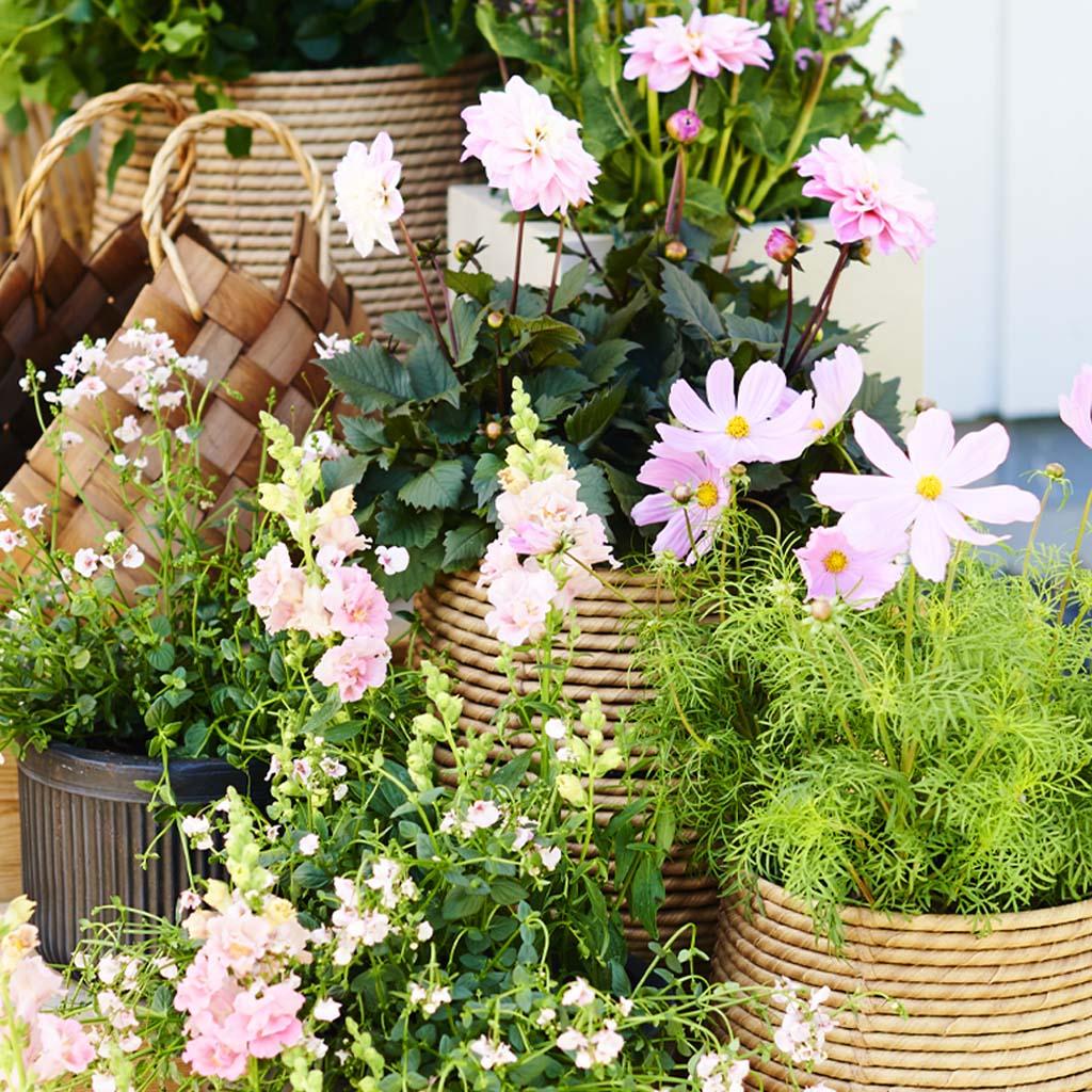 Sesongplanter
