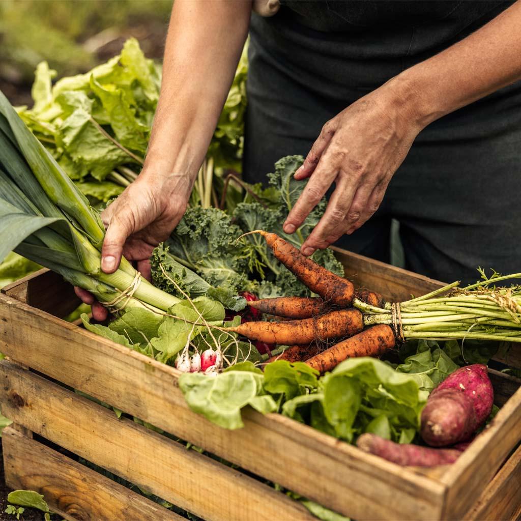 Vegetables and herbs