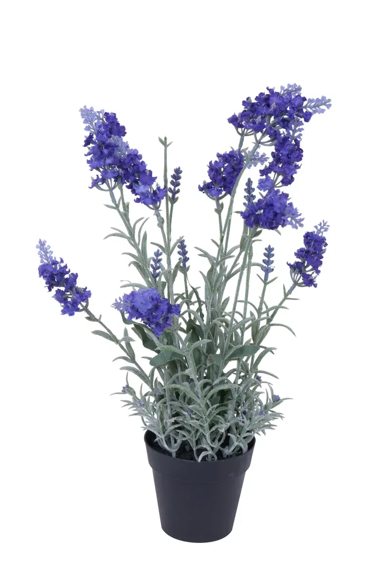 Lavender in pot H40 lilac