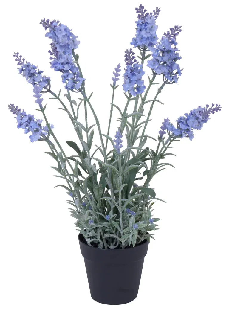 Lavender in pot H40 light lilac