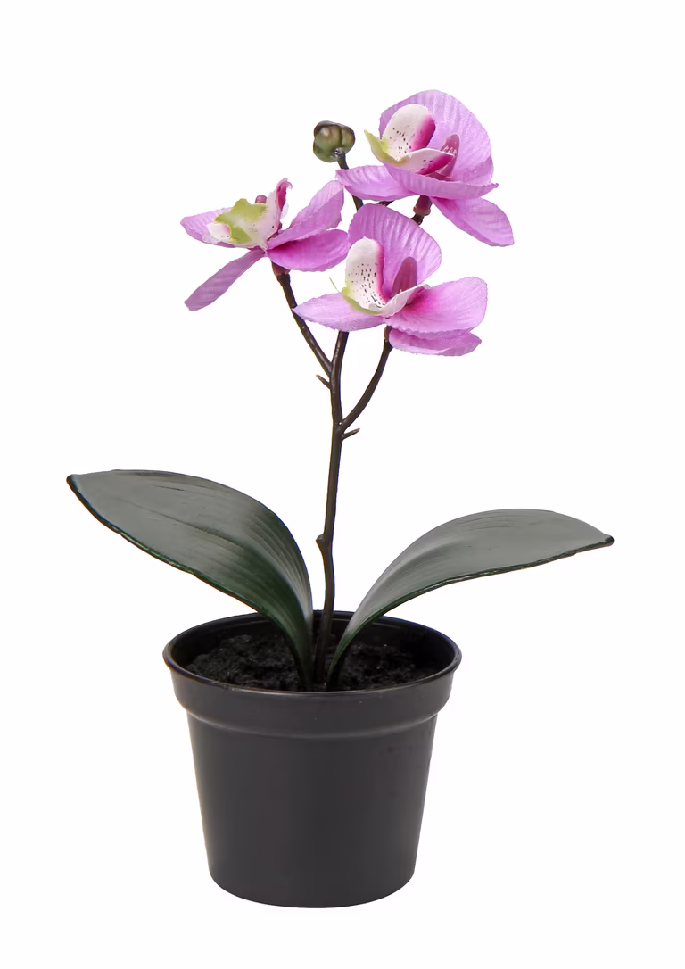 Orchid in pot H20 pink