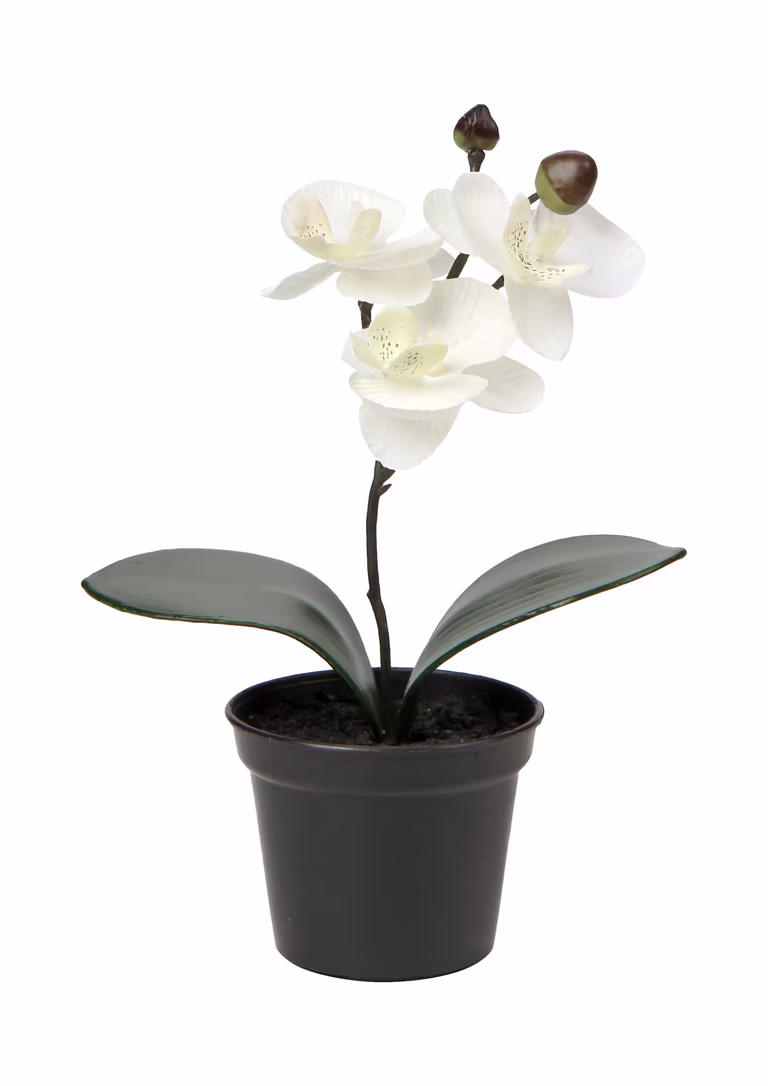 Orchid in pot H20 white