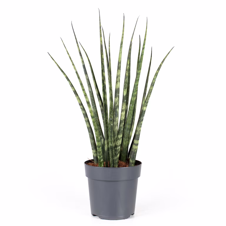 Sansevieria ‘Fernwood’