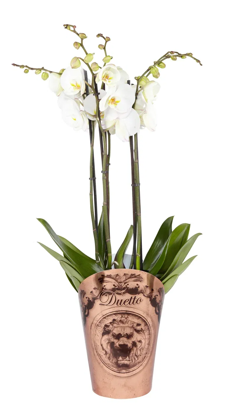 Orkidé 'Duetto'