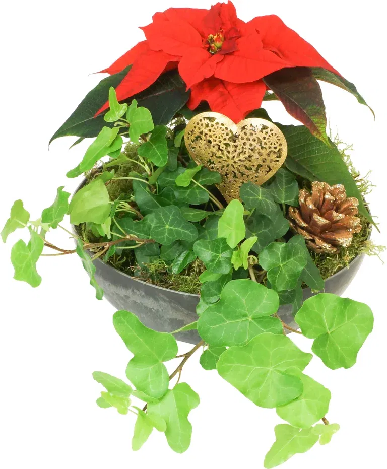 Julegruppe liten rød