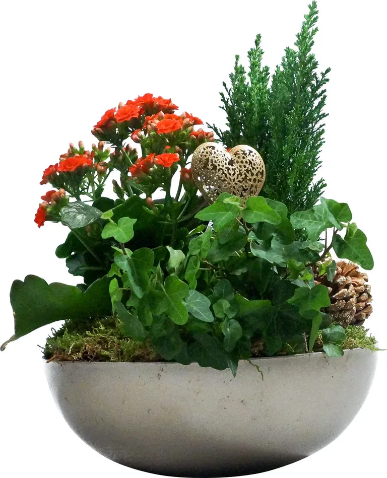 Julegruppe allergivennlig, rød