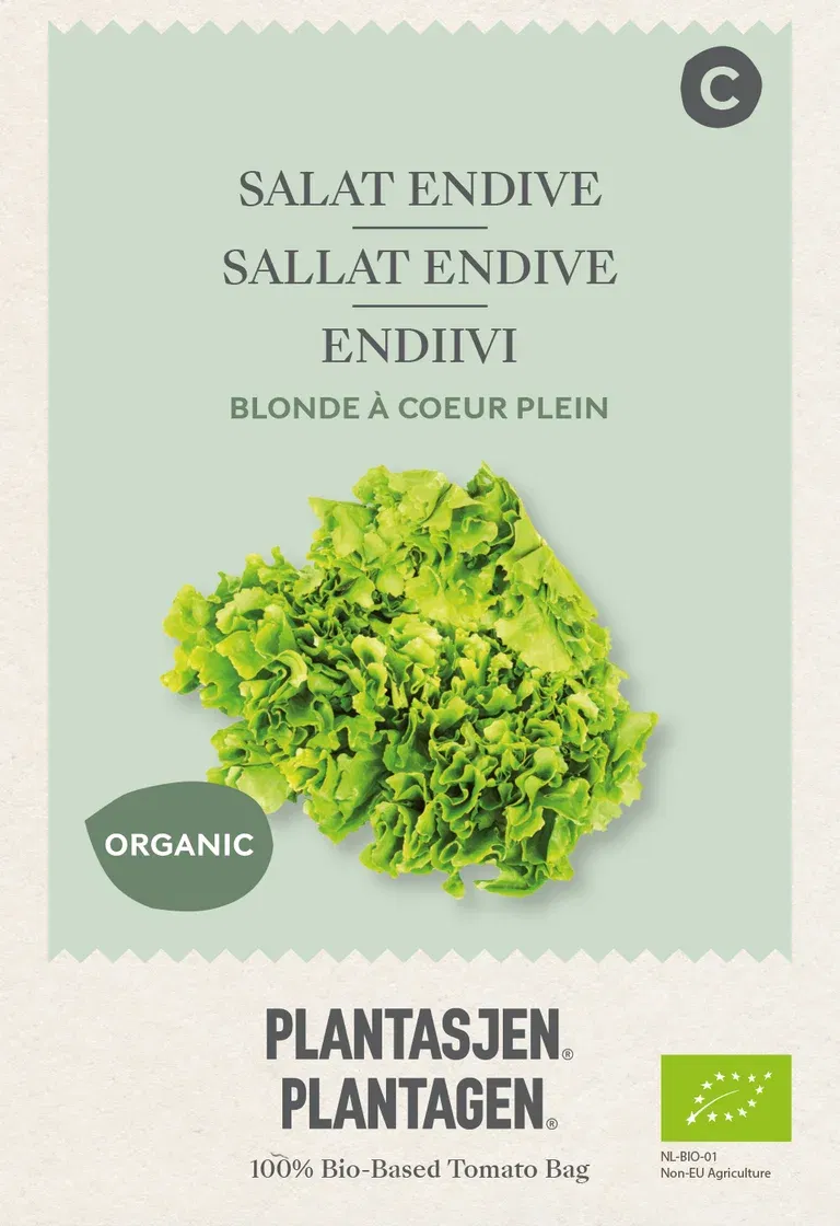 Salat Endive Blonde à coeur plein