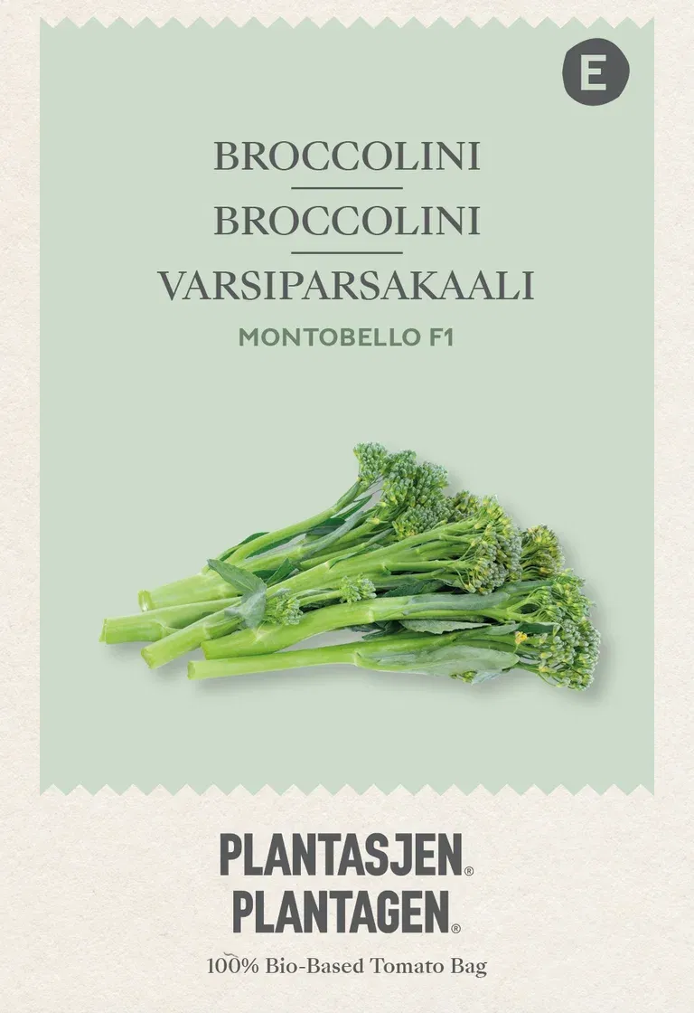 Broccoli Montobello F1 - Sprouting