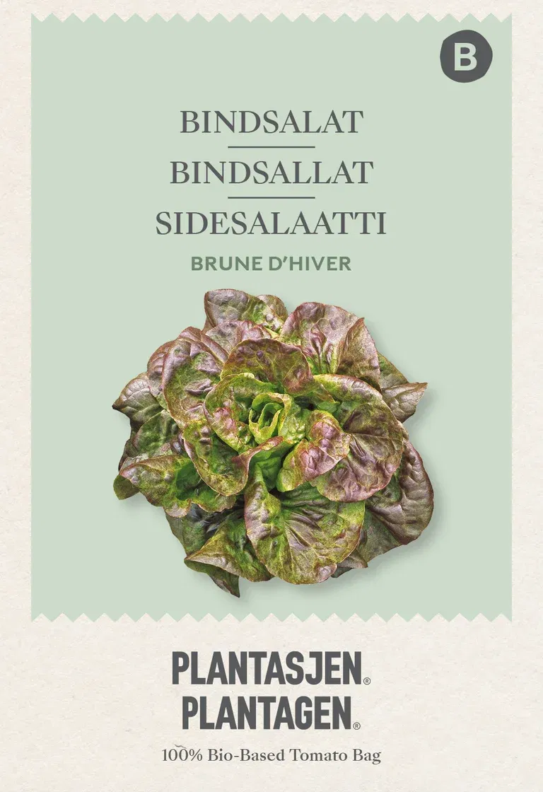 Bindsalat Brune d’hiver