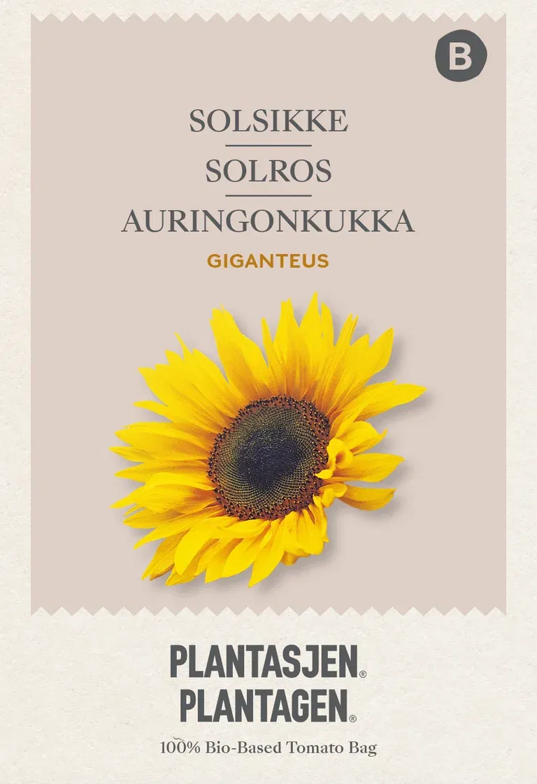 Solsikke Giganteus