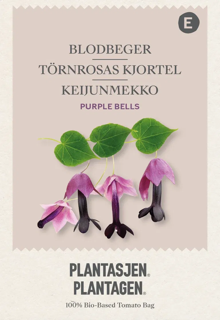 Blodbeger 'Purple Bells'