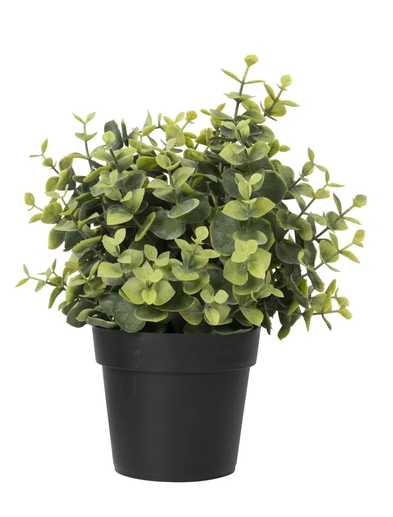 Eukalyptus i potte kunstig