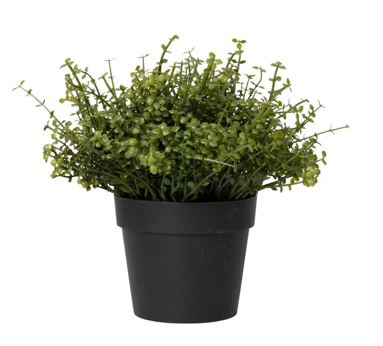 Urteplante i potte kunstig