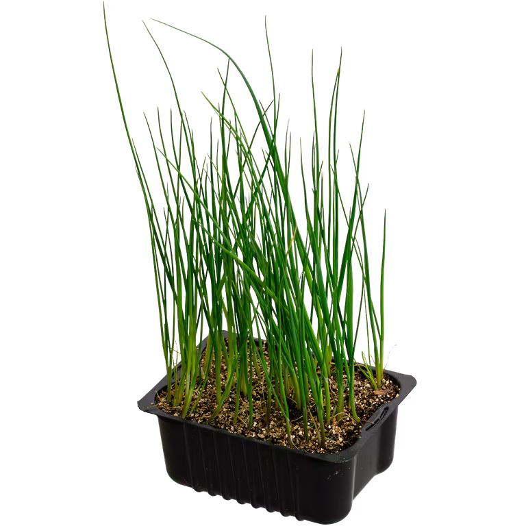 Purre 'Prelina'