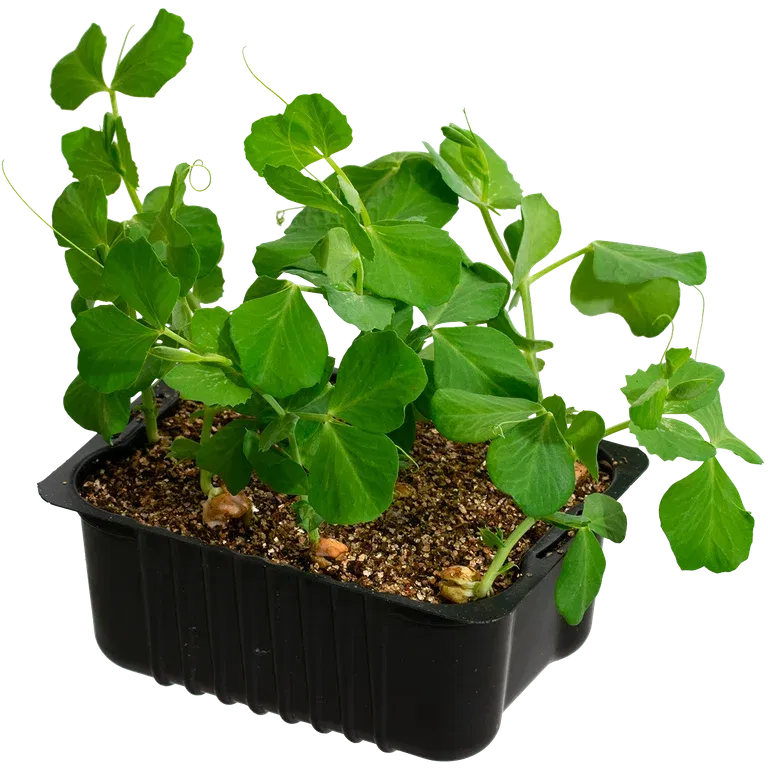 Sukkererter