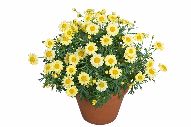 Margeritt