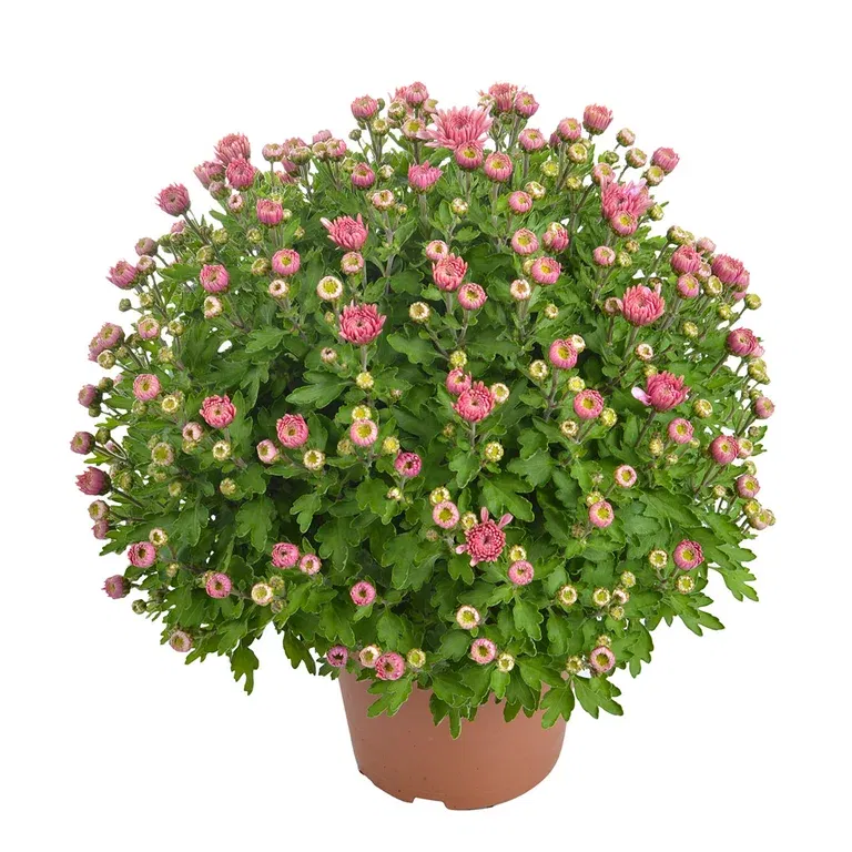 Frilandskrysantemum