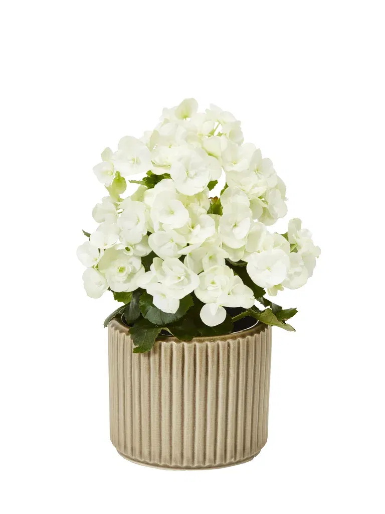 Begonia