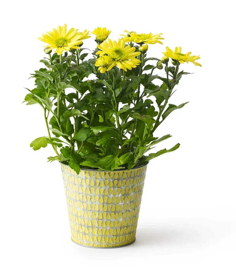 Krysantemum
