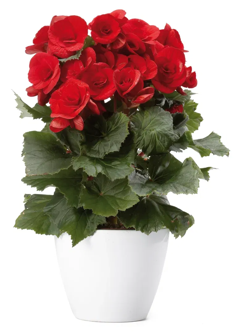 Begonia