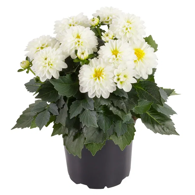 Georgine med fylte blomster