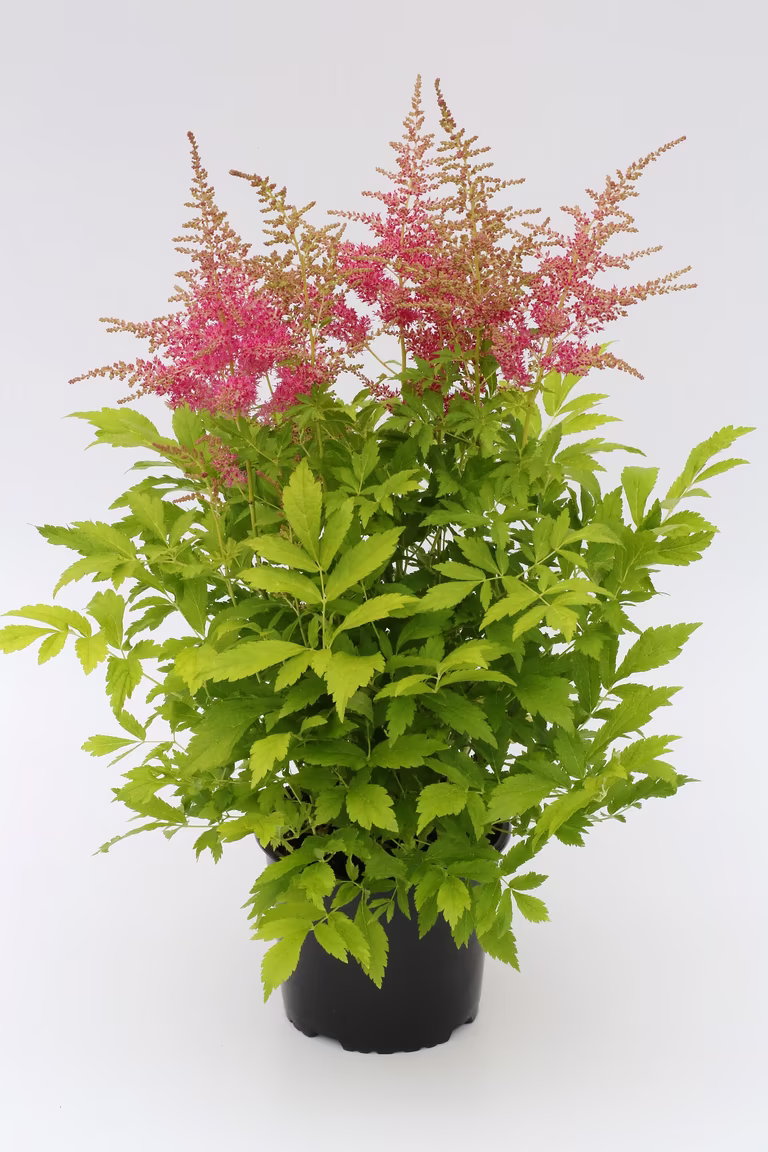 Astilbe Pink 17cm