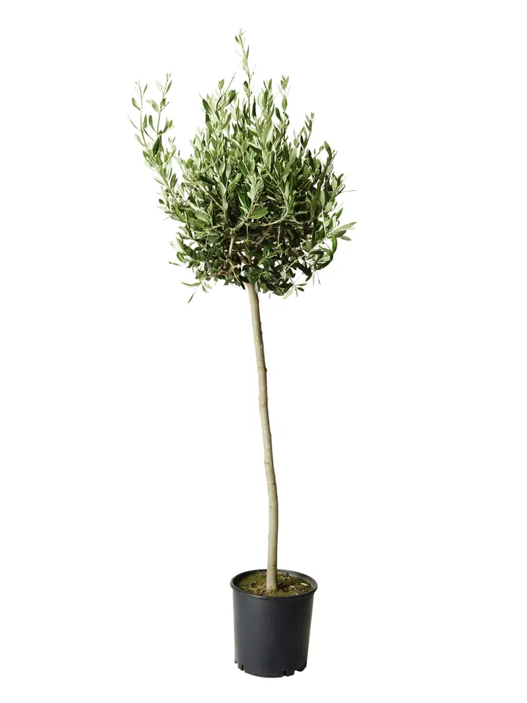 Oliventre