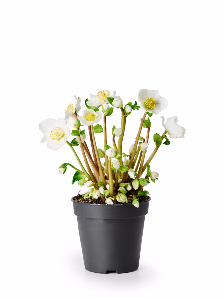 Hvit julerose 'Verboom Beauty'