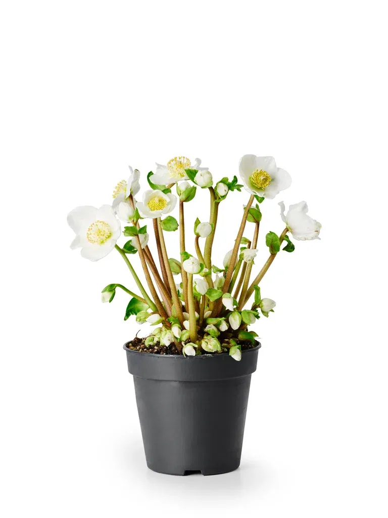 Hvit julerose 'Verboom Beauty'