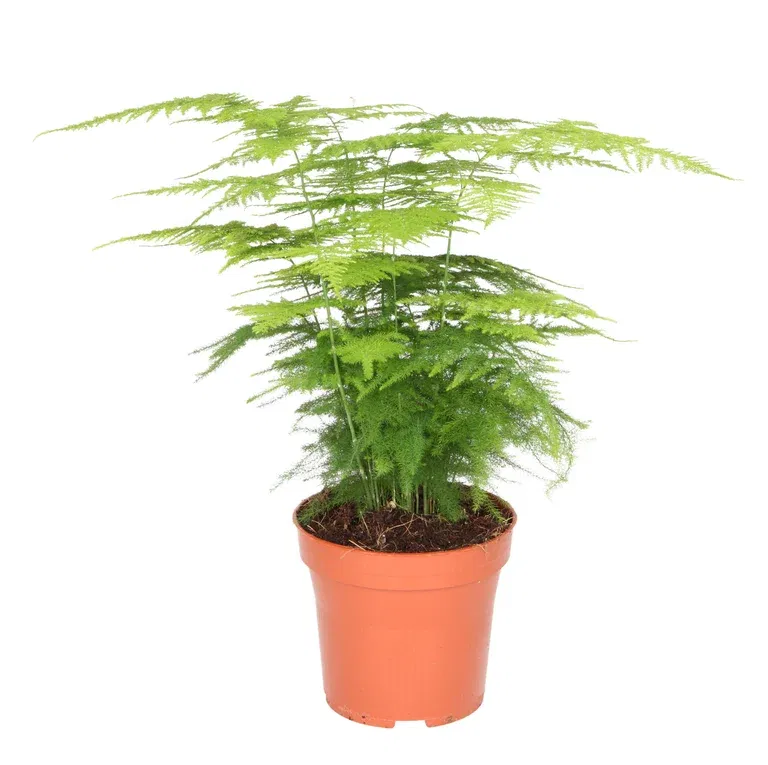 Asparagus plumosus, Height 35 cm, Green