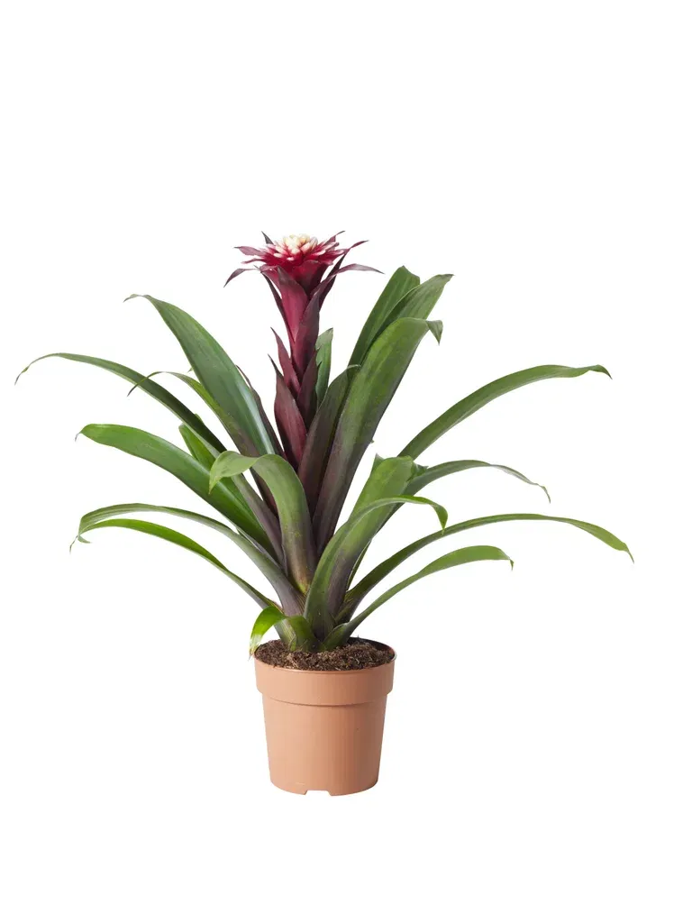 Guzmania