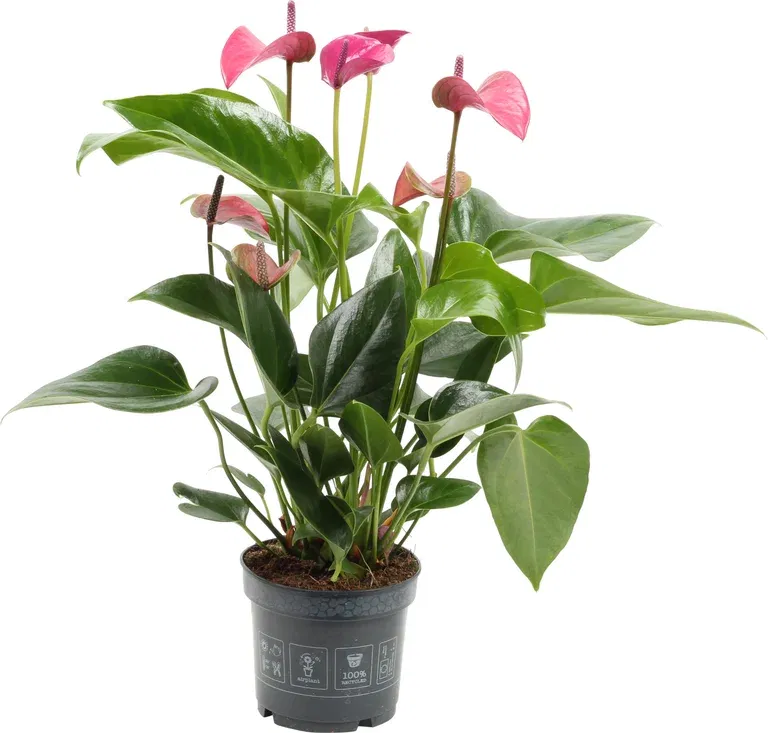 Flamingoblomst