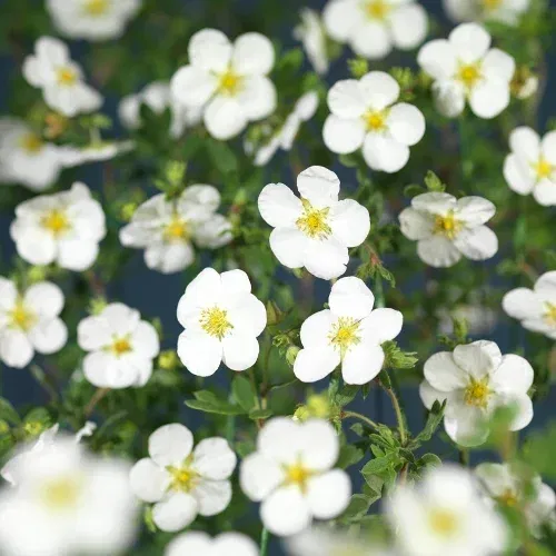 Buskmure 'Abbotswood'