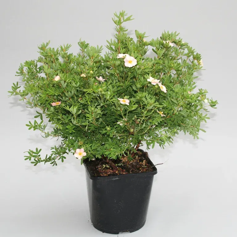 Buskmure 'Pink Beauty'