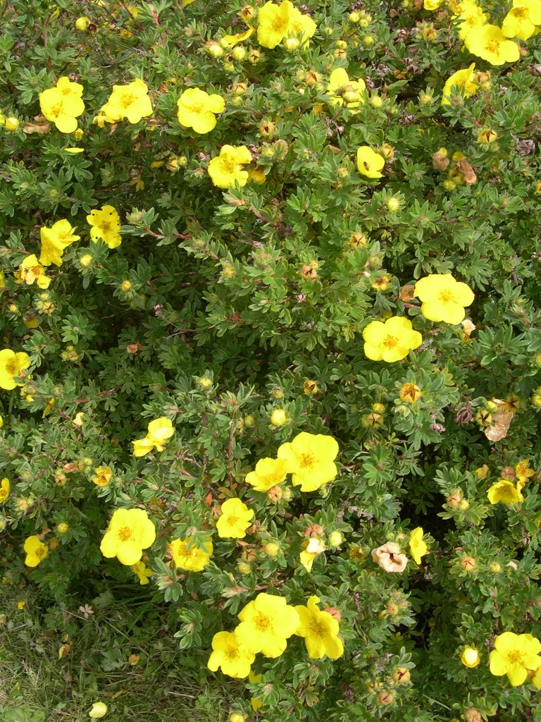 Buskmure 'Goldfinger'