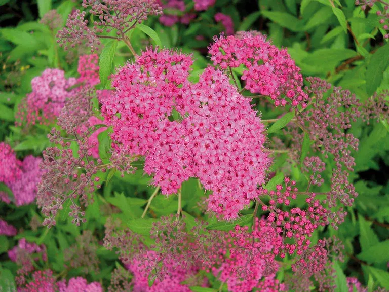 Japanspirea 'Anthony Waterer'