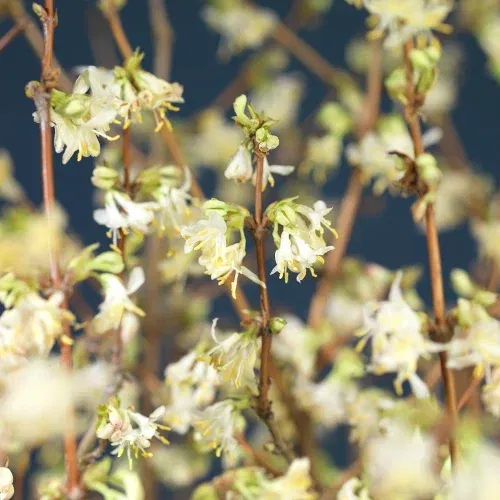 Lonicera caerulea 'Kirke' 4,5L
