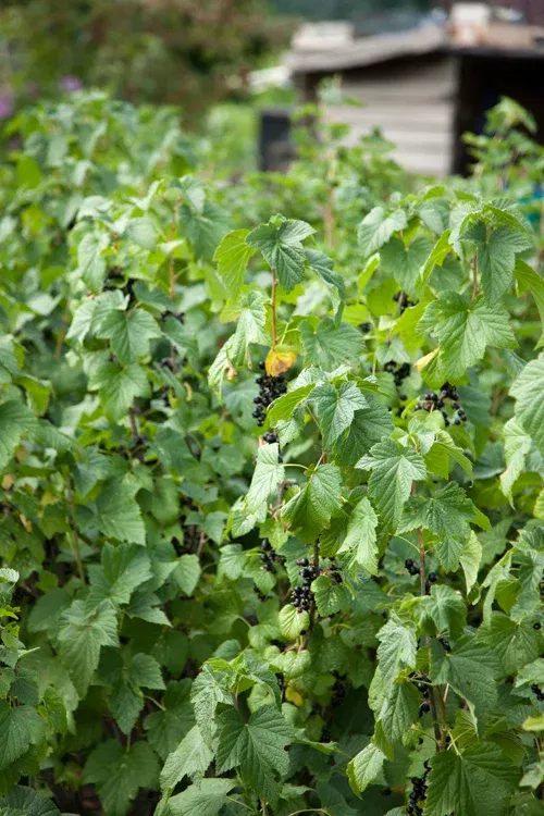 Ribes nigrum 'Kristin' 4,5L