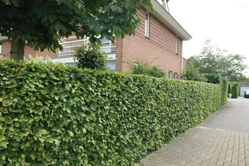 Fagus sylvatica 4,5L