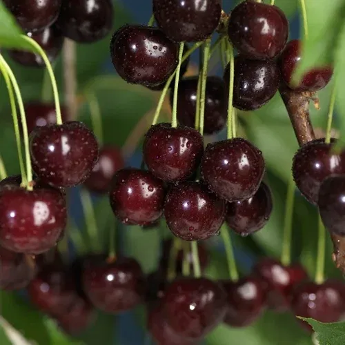 Prunus avium 'Sunburst' Colt 10L