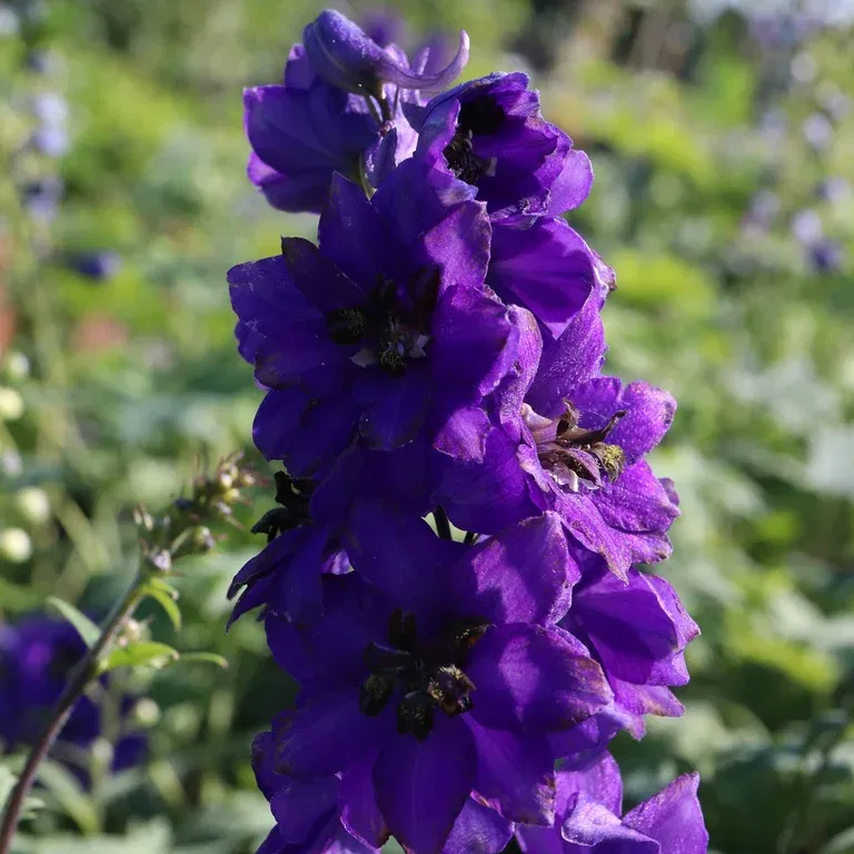 Ridderspore  'Black Knight'