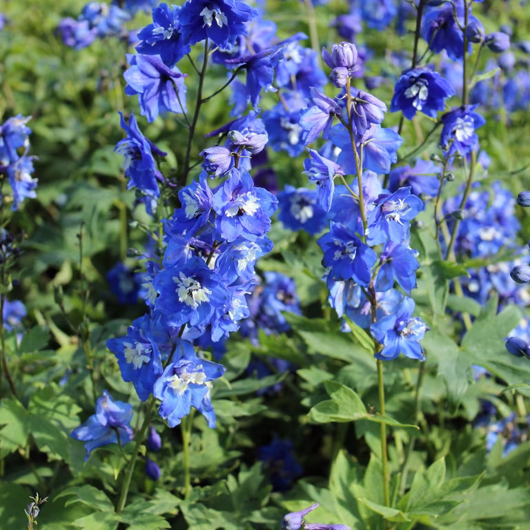 Ridderspore 'Blue Bird'