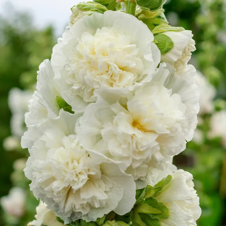 Stokkrose  'Pleniflora' White