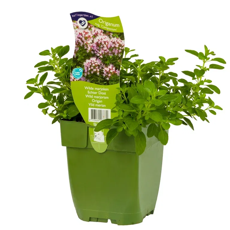 Bergmynte  'Compactum'