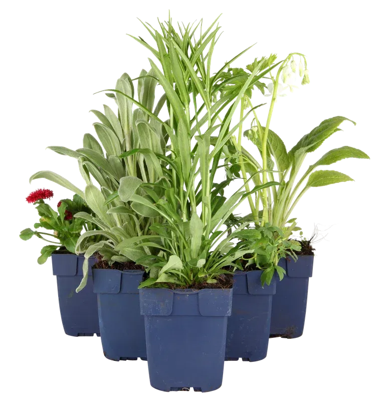 Praktsolhatt 'Goldsturm'