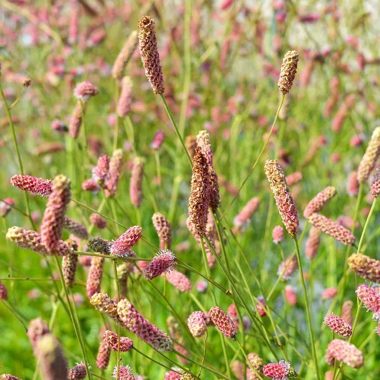 Legeblodtopp 'Pink Tanna'