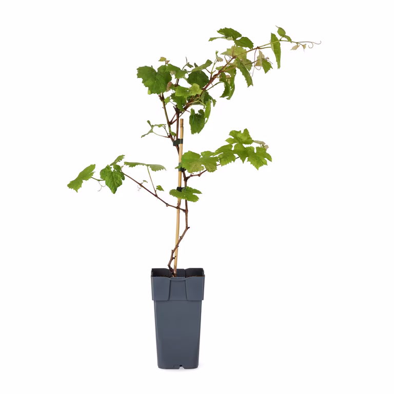 Vinranke 'Spulga'