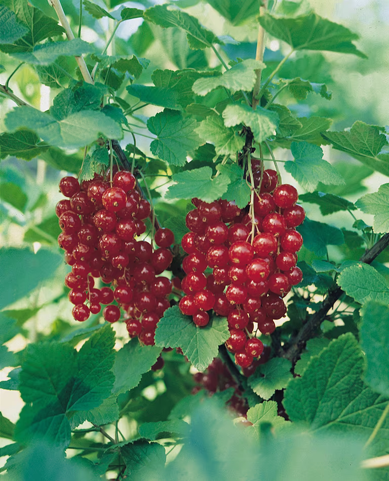 Ribes rubrum 'Jonkheer van Tets' stem 60 cm 23cm